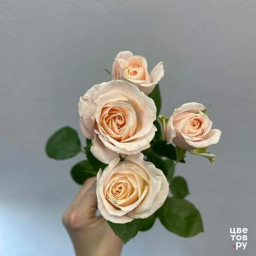 Роза кустовая