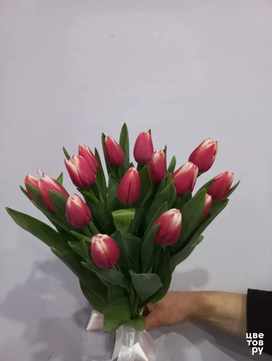 Тюльпан 15