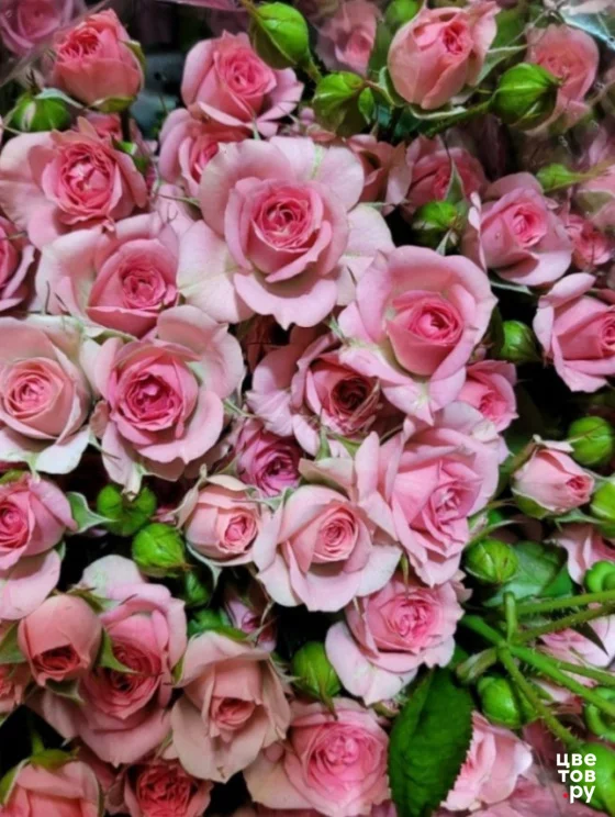 Монобукет из розовых кустовых роз 11 шт