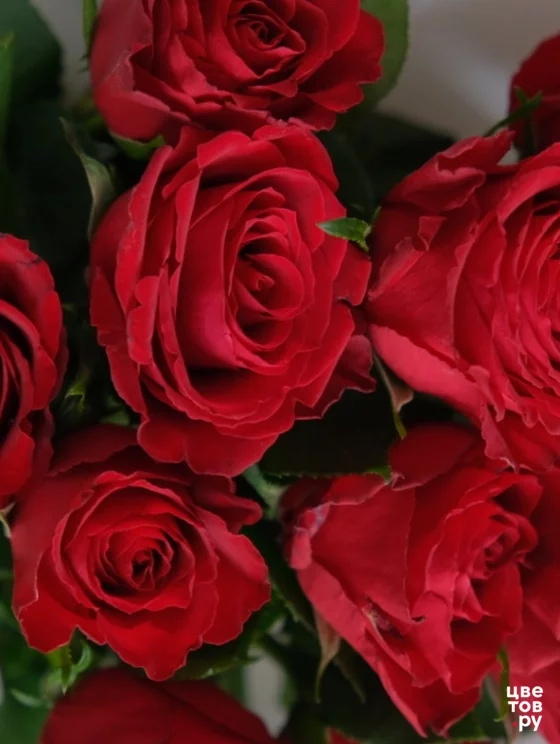 9 красных роз