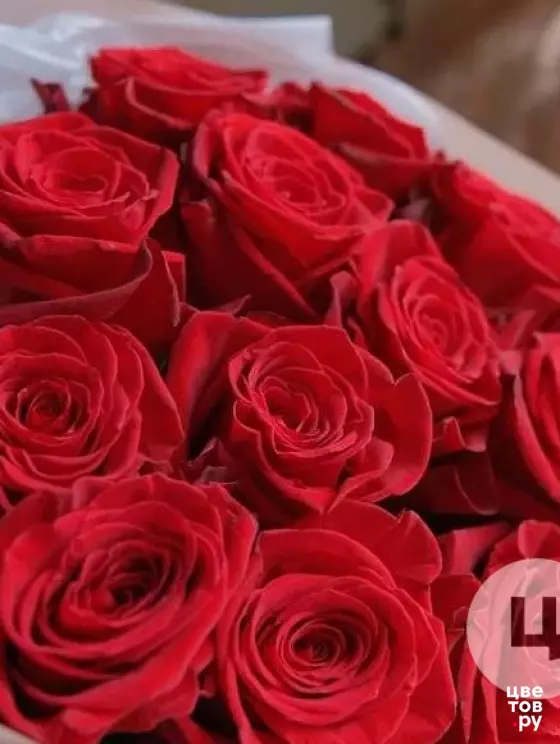 Красная крупная Роза 15 шт