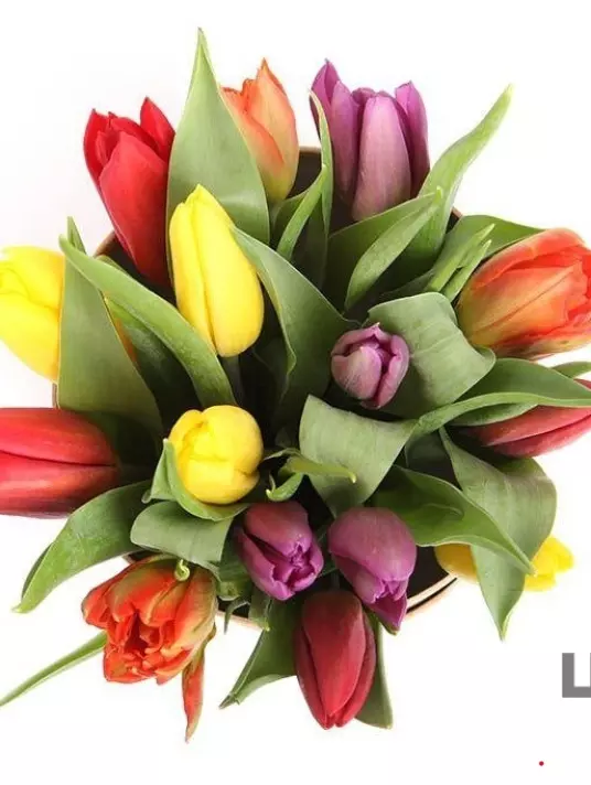 Букет 15 разноцветных тюльпанов