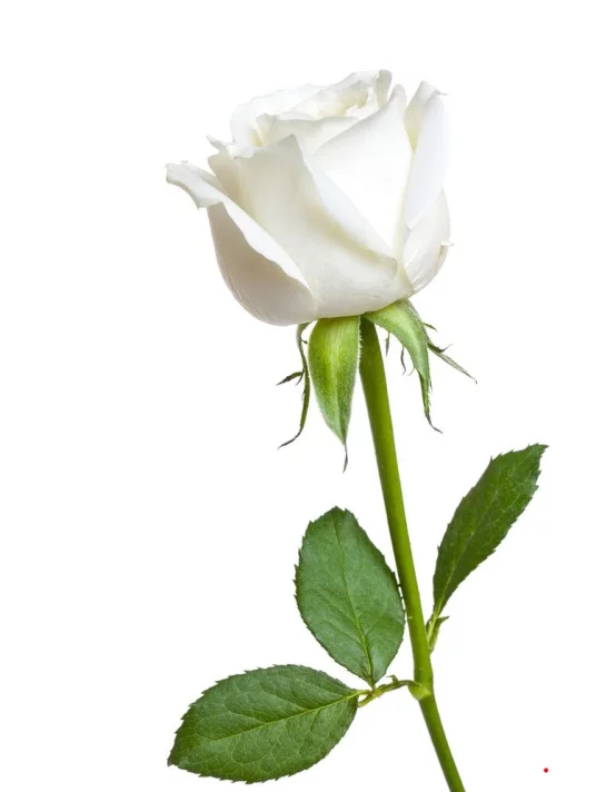 Роза премиум белая