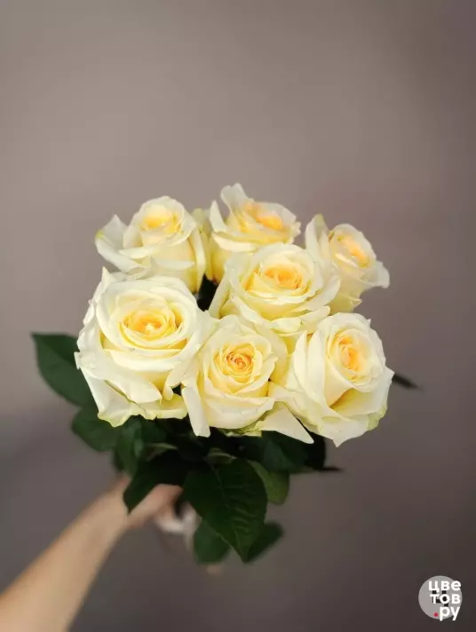 7 белых/кремовых роз с ленточкой