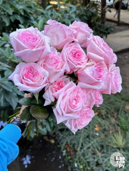 пионовидные розы пинк охара