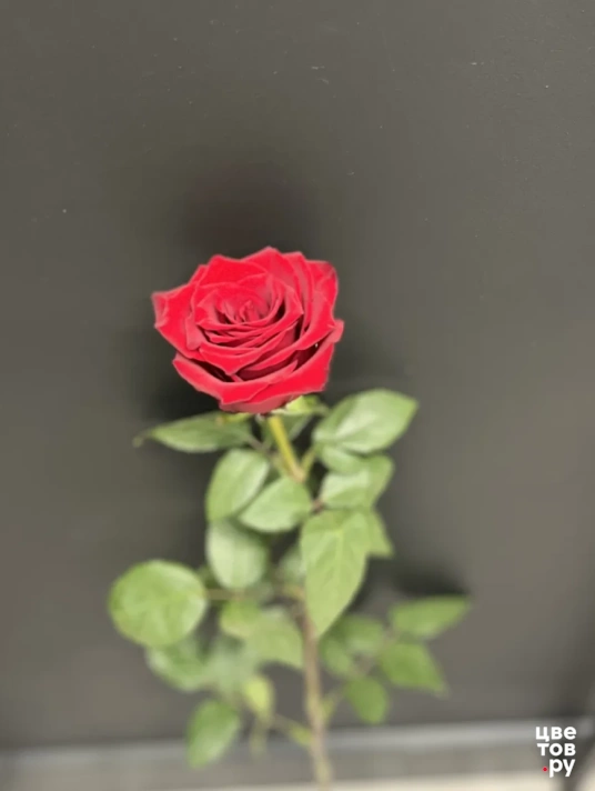 Роза премиум красная 
