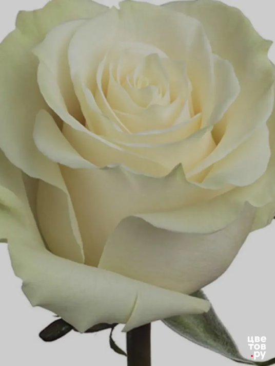 Роза премиум белая